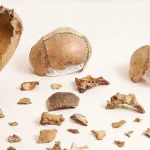 Select Unraveling the Enigma Cannibalism as Funerary Practice in the Late Upper Paleolithic