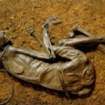 10 Mummy Discoveries That Shocked Archaeologists and the World