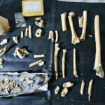 Remains of Bishop Teodomiro, Discoverer of St. James' Tomb, Likely Found